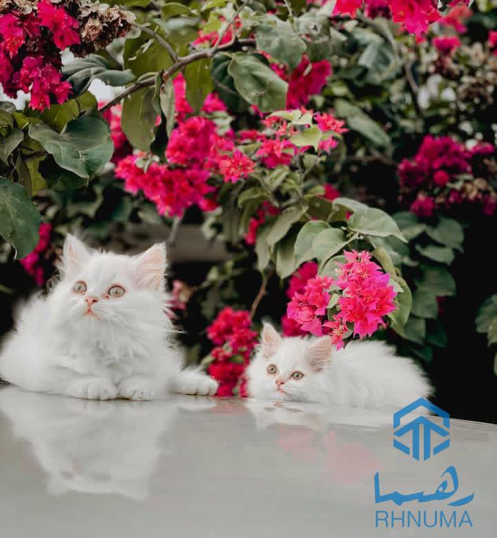پشک های پرشین تاجکی