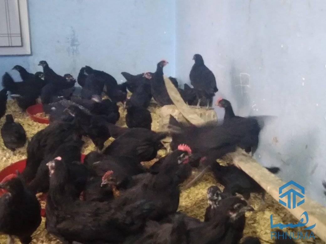 مرغ های استارلوپ [ نسل استرالیایی🇦🇺 ] 🐓