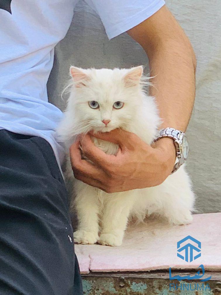 پشک پرشین فروشی