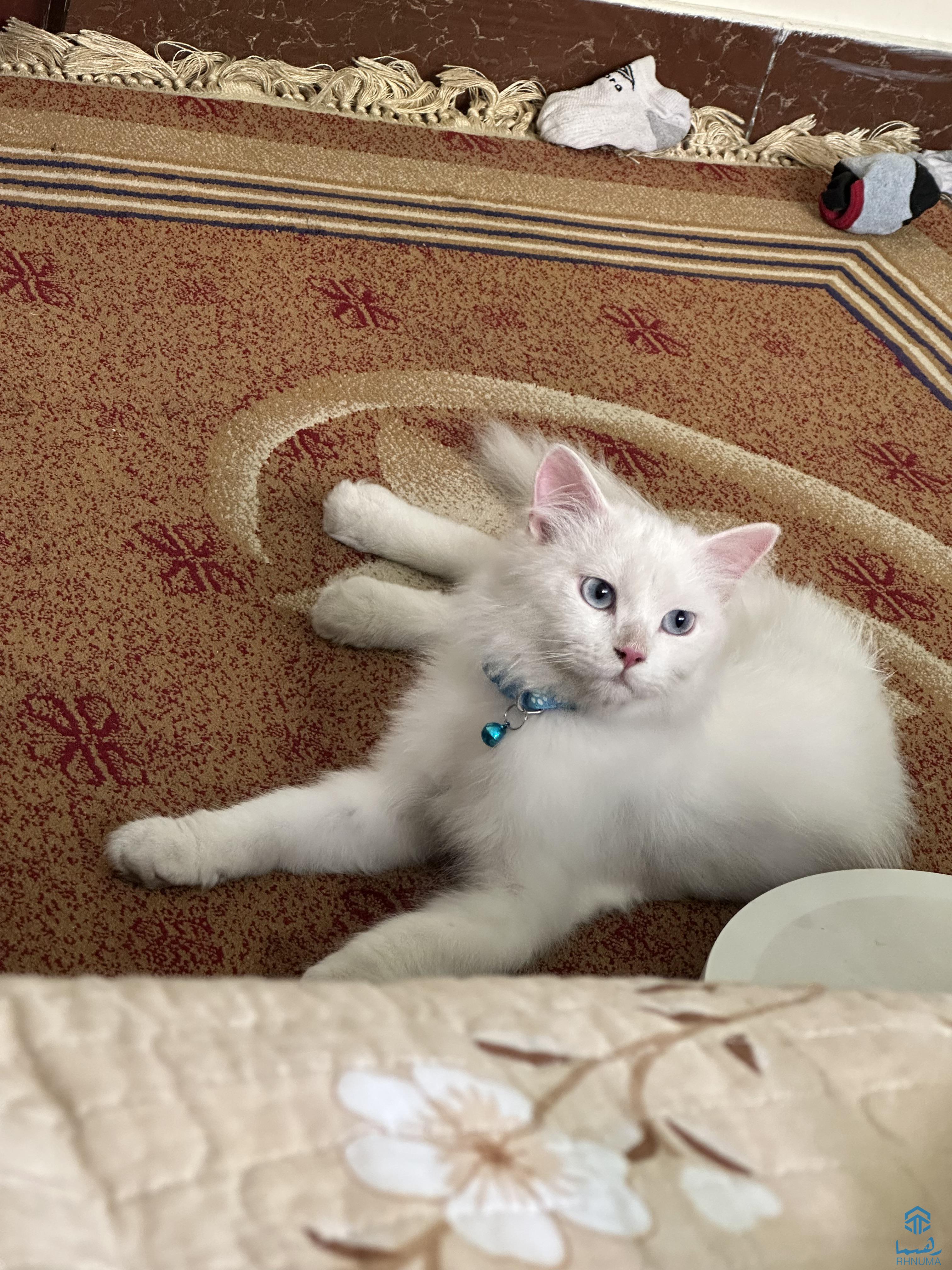 پشک پرشین فروشی