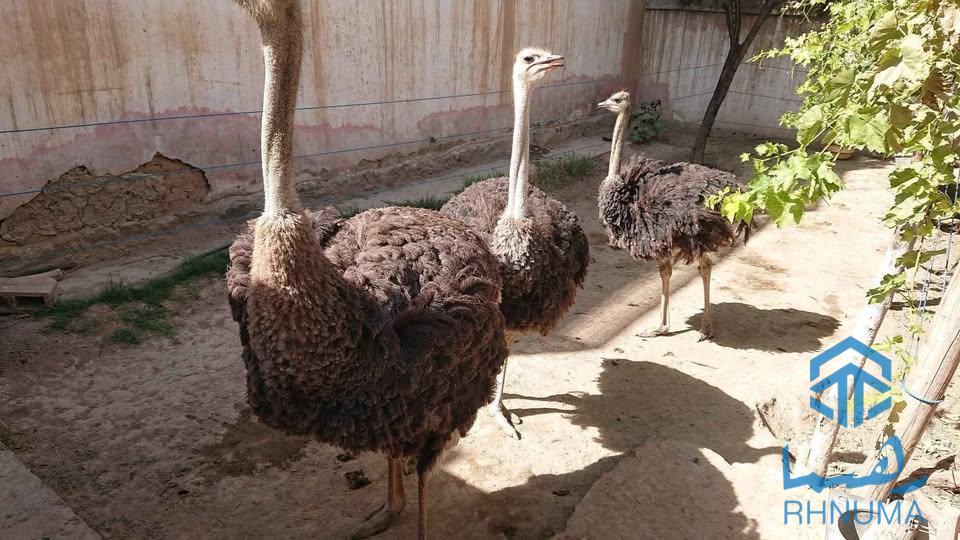 سه دانه شتر مرغ فروشی یک ساله از بهترین نسل (نسل آفریقایی)