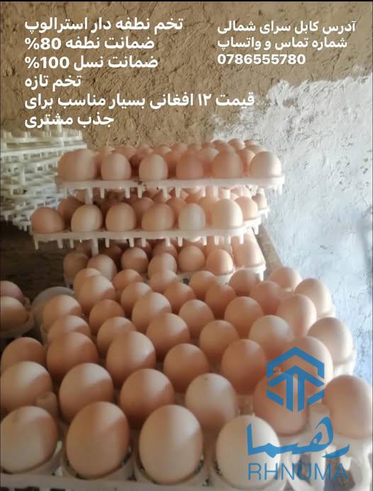 تخم نطفه دار استرالوپ