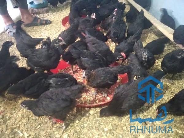 مرغ های استارلوپ [ نسل استرالیایی🇦🇺 ] 🐓