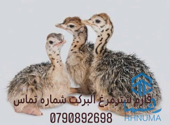 شترمرغ یک ماهه