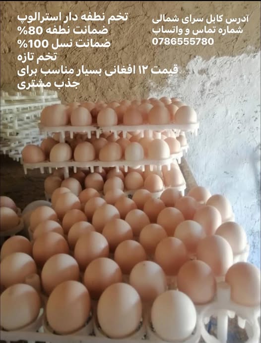 تخم نطفه دار استرالوپ