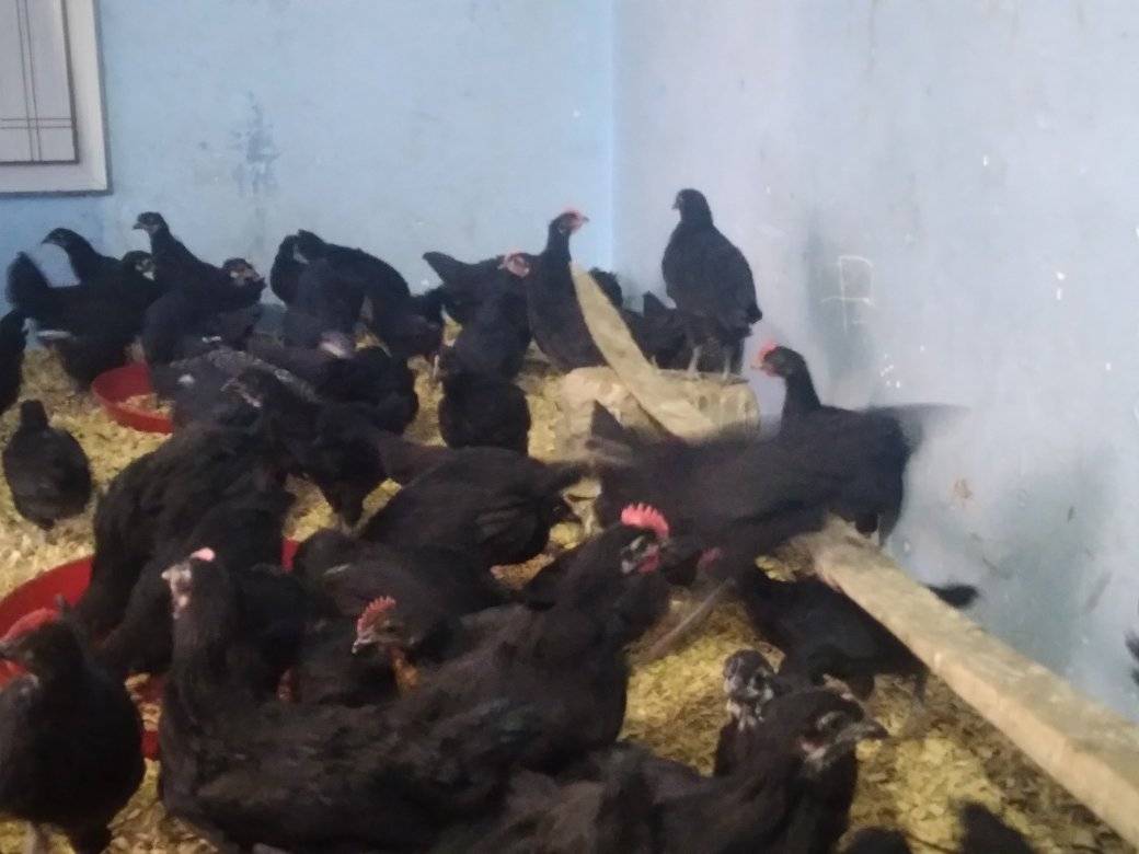 مرغ های استارلوپ [ نسل استرالیایی🇦🇺 ] 🐓