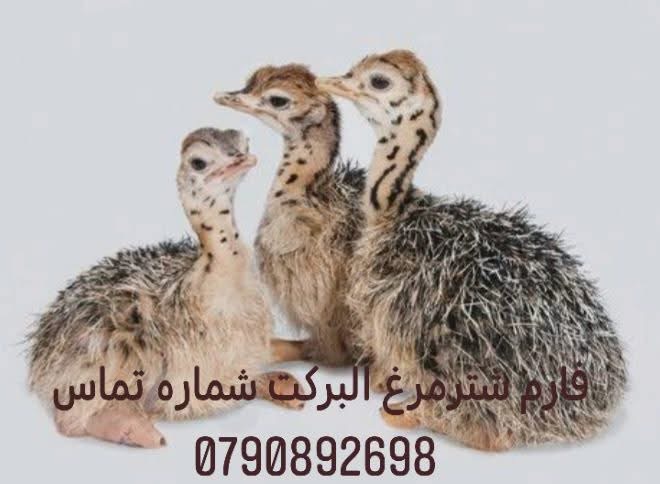 شترمرغ یک ماهه
